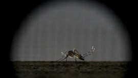 Mengenal Japanese Encephalitis, Si Radang Otak Karena Virus