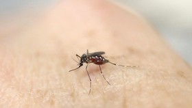 Penjualan Obat Nyamuk di Singapura Meningkat akibat Zika