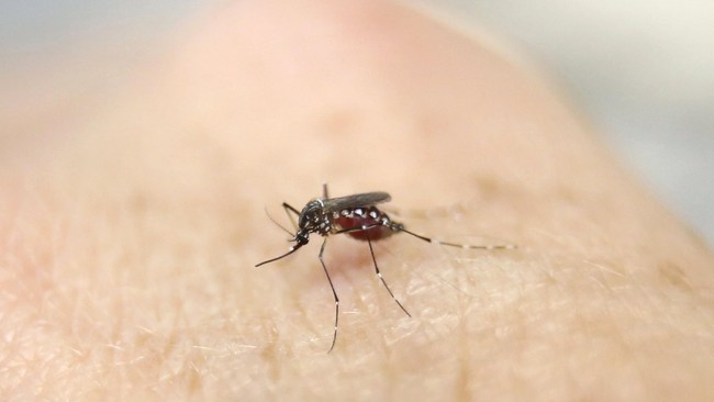 Gigitan nyamuk, terutama jenis Aedes Aegypti, bisa menyebarkan demam berdarah. Bagaimana supaya terhindar dari gigitan nyamuk ini? 