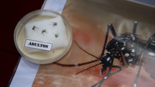 Nyamuk pembawa virus demam berdarah biasanya mulai muncul saat peralihan musim kemarau ke musim hujan.