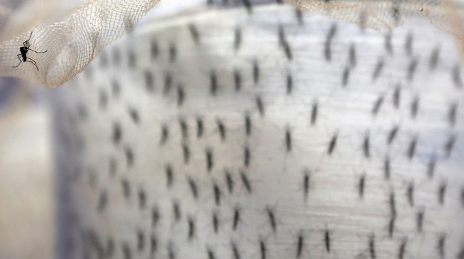 Wilayah Jakarta memasuki fase waspada demam berdarah dengue (DBD) selama bulan Januari hingga Maret 2019.