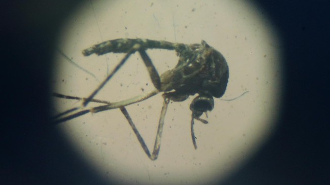 Pemerintah Thailand meminta publik tidak panik karena virus ini bukan hal baru di negara itu. Sejak tahun 2012, setiap tahunnya ada sekitar lima penderita Zika.