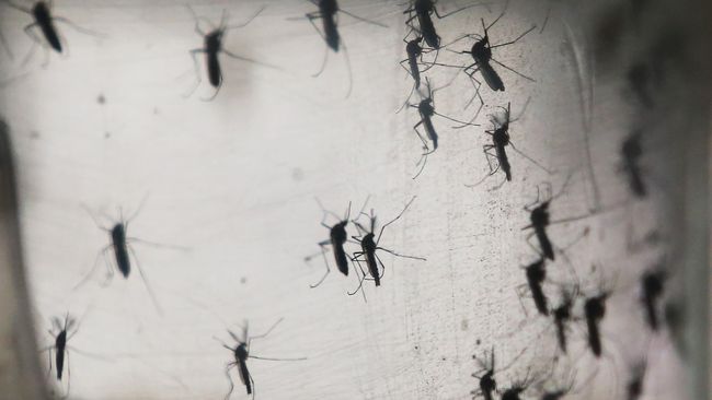 Kepala Petugas Medis di Pulau Tonga menyebut telah ditemukan kasus pertama Zika di wilayahnya. Dia yakin, virus dibawa oleh seseorang yang telah terjangkit.