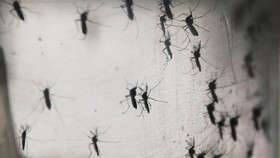 Virus Zika Mulai Merebak di Pasifik Selatan
