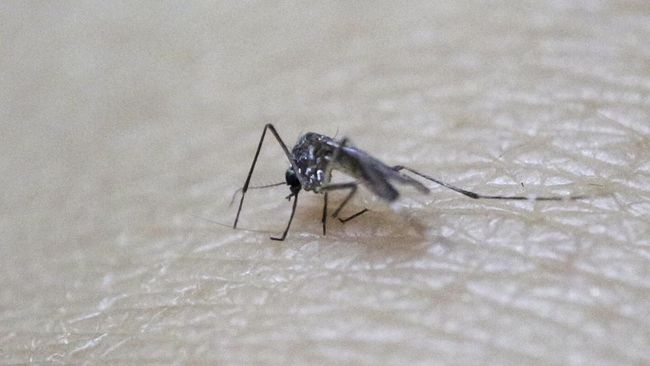Penyakit chikungunya dan demam berdarah disebabkan oleh nyamuk dari genus yang sama. Namun, keduanya memiliki perbedaan.