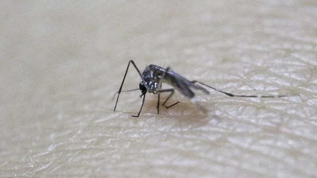 Pemerintah Filipina mengumumkan status darurat nasional pada Selasa (6/8) lalu karena wabah Demam Berdarah Dengue (DBD) yang meluas.