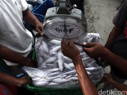 Wow! Startup Ini Serap 15.000 Ton Ikan Perairan RI Selama 2022