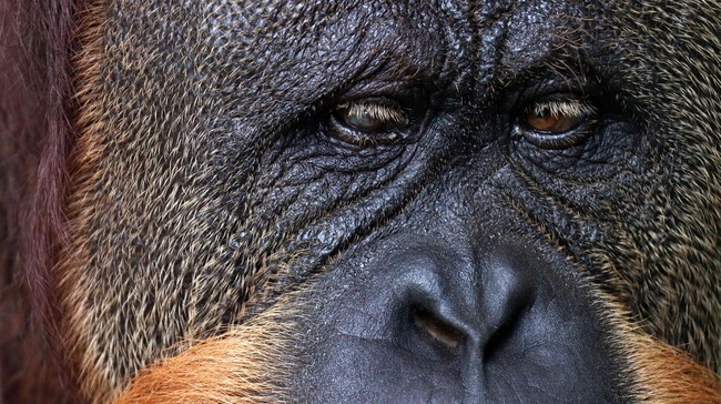 Puan yang lahir pada 1956 silam telah memiliki keturunan sebanyak 11 ekor anak orangutan dan 54 anak cucu yang kini tersebar di seantero penjuru dunia.