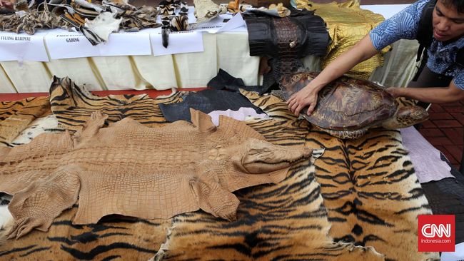 Polisi Ringkus Penjual Kulit Harimau Sumatra di Langkat