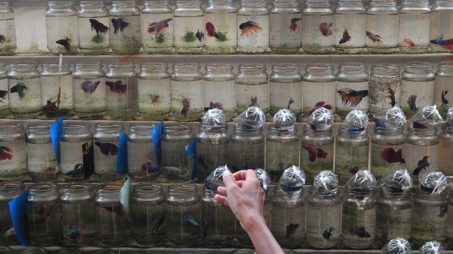 Ikan cupang alam atau Betta Channoides adalah endemik Kalimantan Timur. Ikan hias ini memiliki bentuk kepala seperti ular.