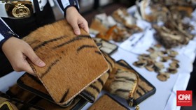 Transaksi Terlacak, 4 Penjual Kulit Harimau Sumatera Dibekuk