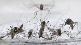 11 Ibu Hamil Terjangkit Virus Zika di Meksiko
