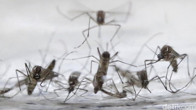 Pemerintah Meksiko menyatakan bahwa dari 121 warga yang positif terjangkit virus Zika, 11 di antaranya merupakan ibu hamil.