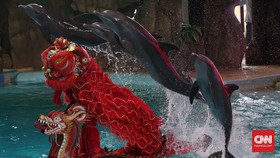 Agen Wisata Mulai Setop Jual Tiket Atraksi Lumba-lumba