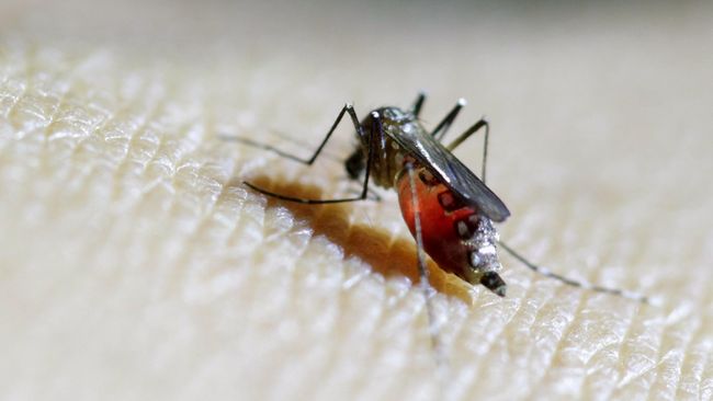 Ilmuwan Inggris menyebut wabah Zika di Benua Amerika diperkirakan akan berakhir dalam dua hingga tiga tahun ke depan dan tidak akan berulang selama 10 tahun.