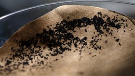 Pertama Kali, Nyamuk Zika Dijumpai di Chile