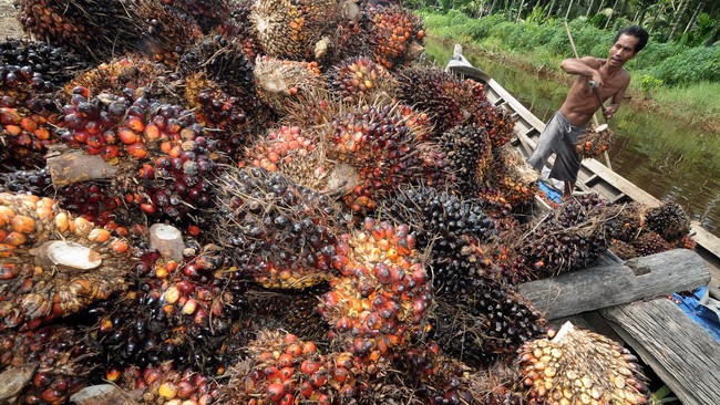 Harga referensi CPO bulan September berada di angka US$710,16 per metrik ton, masih di bawah batas minimal pengenaan Bea Keluar sebesar US$750.
