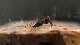 Waspada Parasit Malaria Kebal Obat yang Hampiri Asia Tenggara