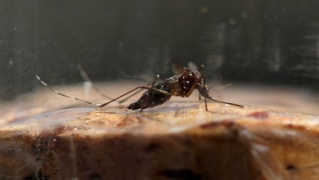 Perubahan Iklim Dapat Prediksi Penyebaran Penyakit