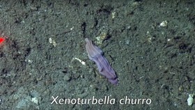 Misteri Kaus Kaki 'Hidup' di Dasar Laut Terpecahkan