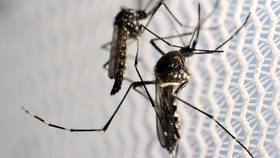 Amerika Umumkan Tiga Bayi Cacat Lahir Karena Zika