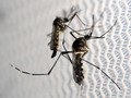 Zika Ditemukan di India, Dunia Kembali Diminta Waspada
