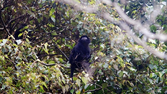 Seekor Lutung Jawa (Trachipithecus auratus) berhasil diselamatkan dari perdagangan ilegal.