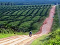 Kronologi Perkara Ketua Adat Kalteng Versi Perusahaan Sawit