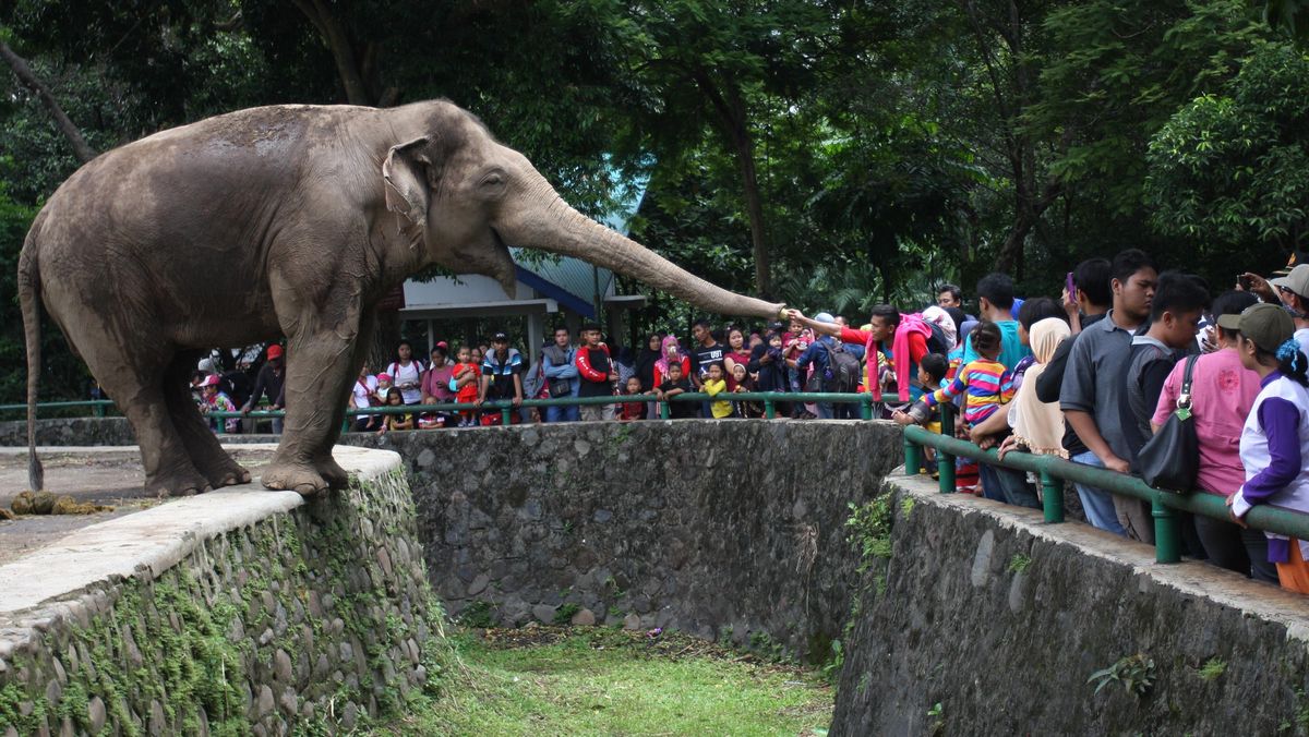 Heboh, Bocah Jatuh ke Kandang Gajah Ragunan Diduga Kelalaian Orang Tua