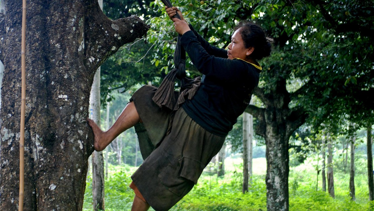 Menggali Potensi Buah Pala Nusantara di Semarang