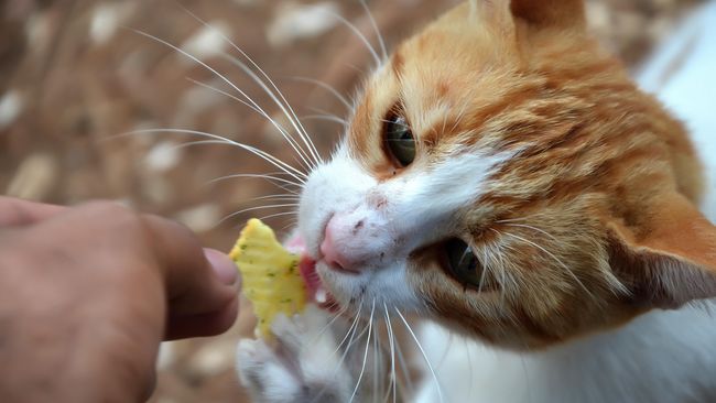 Tempat yang menjadi lokasi buangan kucing-kucing liar itu berubah menjadi destinasi wisata baru.