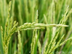 3 Wilayah di Sumsel Sumbang Produksi Padi Terbanyak