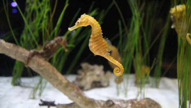 Kuda laut adalah ikan yang unik. O iya, dia ini ikan ya, bukan kuda.
