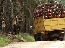 Omnibus Law Diyakini Bisa Bereskan Masalah Lahan Sawit