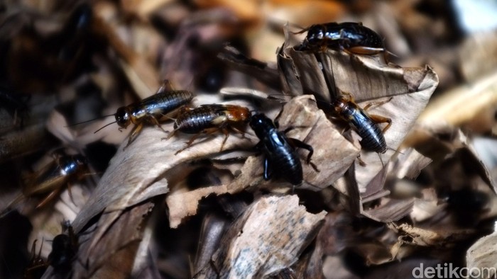 Jangkrik. dikhy sasra/ilustrasi/detikfoto