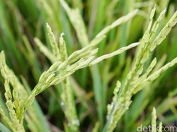 Kisah Petani di Polman Sukses Kembangkan Bibit Padi Varietas Baru