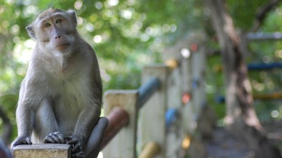 Dua Ekor Monyet Serang Pemilik di Tangerang