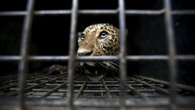 Macan Tutul Masuk Sekolah di India, Tiga Orang Terluka