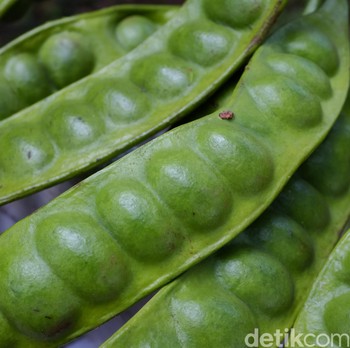 8 Cara Menghilangkan Bau Pete dan Jengkol di Mulut