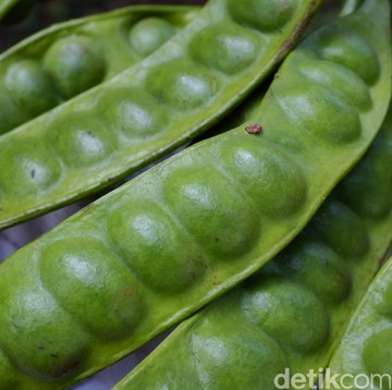 8 Cara Menghilangkan Bau Pete dan Jengkol di Mulut