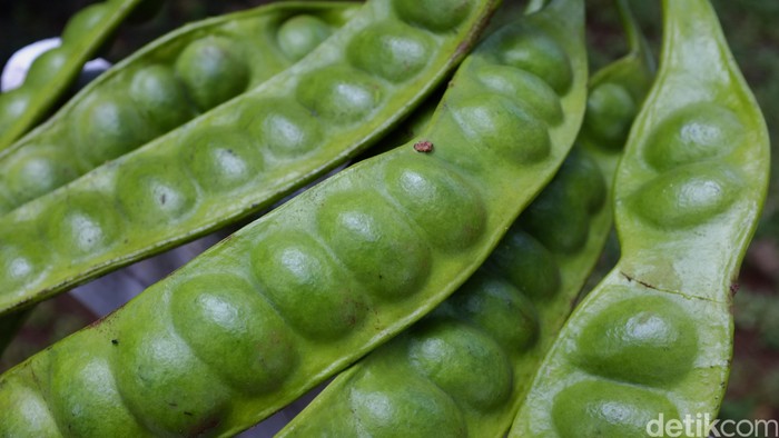 8 Cara Menghilangkan Bau Pete dan Jengkol di Mulut