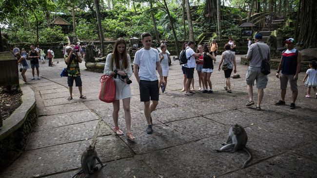 Wisatawanlah yang semakin menjauhkan monyet dari perilaku aslinya. Memberi makan justru menjadikan monyet agresif.