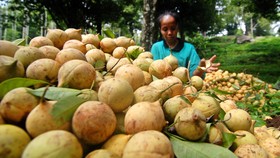Produsen Pala Belanda Bakal Investasi Rp4,2 T di Papua Barat