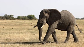 India Beri Penghormatan Bagi Gajah Tertua di Dunia