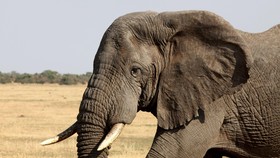 Peduli Gajah Lewat Film Dokumenter 'Save Our Forest Giants'