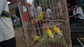 Cerita Unik 'Budak-budak' Burung Lovebird