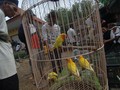 Cerita Unik 'Budak-budak' Burung Lovebird