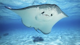 Mencari Manta, Si Misterius di Raja Ampat