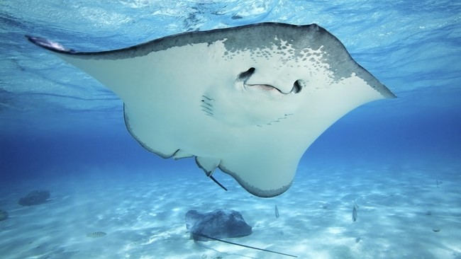 Penangkapan ikan yang berlebihan mengancam kelesatarian kehidupan hayati bawah laut dan ancaman besar terjadi pada makhluk laut berukuran besar.
