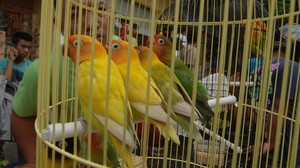 KPK Buka Suara soal Keliru Blokir Rekening Pedagang Burung